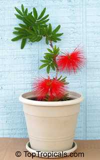 Calliandra tweedii, Inga pulcherrima, Red tassel flower Calliandra tweedii, Inga pulcherrima, Red tassel flower