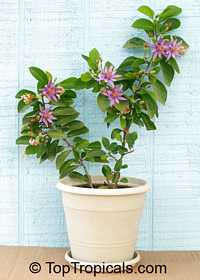 Grewia occidentalis, Grewia asiatica, Lavender Star Flower
