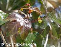 Jatropha gossypiifolia, Bellyache bush, Cotton Leaf, Physic nut, Sibidigua, Tua-Tua
