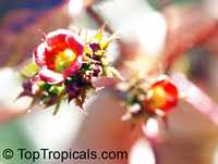 Jatropha gossypiifolia, Bellyache bush, Cotton Leaf, Physic nut, Sibidigua, Tua-Tua