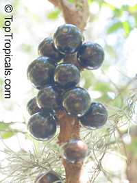 Myrciaria cauliflora, Plinia cauliflora, Eugenia cauliflora, Jaboticaba, Duhat