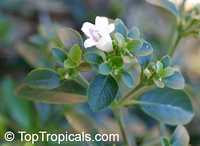 Bravaisia berlandieriana, Bravaisia