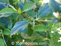 Barleria prionitis