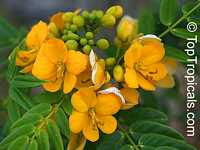 Senna sp., Cassia sp., Cassia