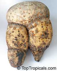Jatropha berlandieri, Jatropha Buddah Belly, Baseball Plant