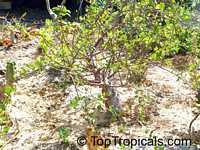 Bursera fagaroides, Elephant Tree, Fragrant Bursera
