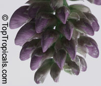 Mucuna nigricans, Black Jade Vine