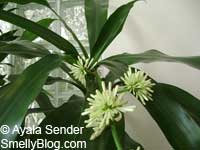 Dracaena fragrans Massangeana, Corn plant