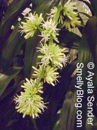 Dracaena fragrans Massangeana, Corn plant