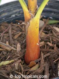 Areca vestiaria, Orange Crownshaft Palm Areca vestiaria, Orange Crownshaft Palm