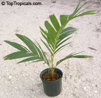 Areca vestiaria, Orange Crownshaft Palm Areca vestiaria, Orange Crownshaft Palm