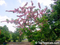 Cassia nodosa, Pink Shower Tree, Appleblossom Tree
