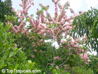 Cassia nodosa, Pink Shower Tree, Appleblossom Tree