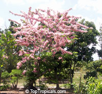 Cassia nodosa, Pink Shower Tree, Appleblossom Tree