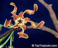 Strophanthus bovinii, Strophanthus boivinii, Wood shaving flower