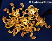 Strophanthus bovinii, Strophanthus boivinii, Wood shaving flower