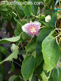 Passiflora maliformis, Sweet Calabash, Conch apple, Hard-shelled Passionfruit, Sweet Cup, Water Lemon