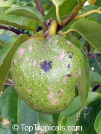 Annona sp., Golden Sugar Apple, Honey Sugar Apple