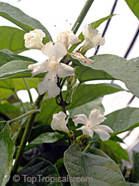 Faradaya splendida