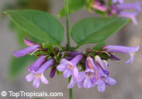 Russelia campechiana, Purple Russelia