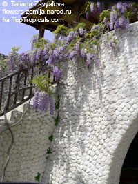Wisteria sp. Wisteria sp.