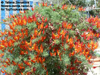 Lotus berthelotii , Coral Gem, Pelican Beak, Parrot Beak 