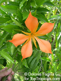 Erblichia odorata , Flor de Fuego, Butterfly Tree 