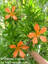 Erblichia odorata , Flor de Fuego, Butterfly Tree 