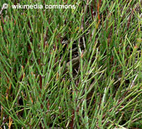Ephedra sp., Ephedra, Sea Grape