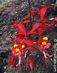 Amherstia nobilis, Pride of Burma, Orchid Tree