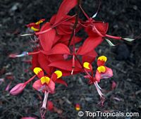 Amherstia nobilis, Pride of Burma, Orchid Tree