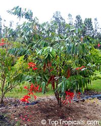 Amherstia nobilis, Pride of Burma, Orchid Tree