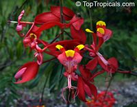 Amherstia nobilis, Pride of Burma, Orchid Tree