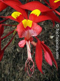 Amherstia nobilis, Pride of Burma, Orchid Tree