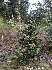 Garcinia livingstonei, Lowveld Mangosteen, Imbe, Rheedia