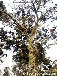 Metrosideros collina, Metrosideros polymorpha, Sping fire, Ohia Lehua (Hawaii), Vuga (Fiji Islands), Anume (Samoa)