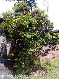 Metrosideros collina, Metrosideros polymorpha, Sping fire, Ohia Lehua (Hawaii), Vuga (Fiji Islands), Anume (Samoa)