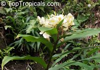 Hedychium flavum