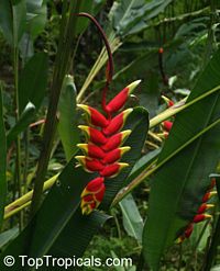 Heliconia rostrata, Bihai rostrata