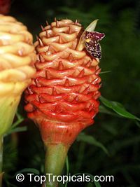 Zingiber spectabile, Beehive Ginger, Microfono