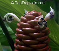 Zingiber spectabile, Beehive Ginger, Microfono