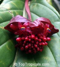 Medinilla miniata, Crimson Medinilla