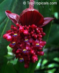 Medinilla miniata, Crimson Medinilla
