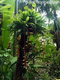 Vriesea scalaris