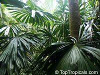 Licuala sp., Ruffled Fan palm