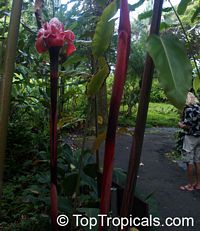 Etlingera elatior, Phaeomeria speciosa, Nicolaio elatior, Torch Ginger