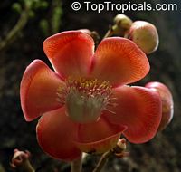 Couroupita guianensis, Cannonball Tree