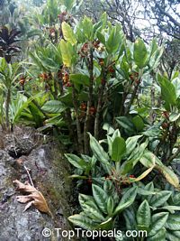 Aglaonema sp., Chinese Evergreen