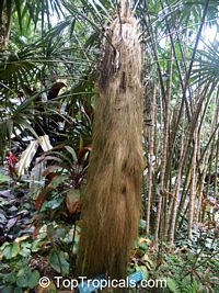 Coccothrinax crinita, Old Man Palm, Thatch Palm