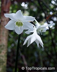 Eucharis grandiflora, Amazon Lily